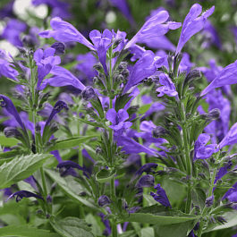 Котовник Purple Prelude