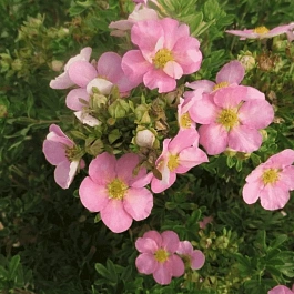 Лапчатка кустарниковая Lovely Pink