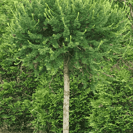 Лиственница европейская Kornik