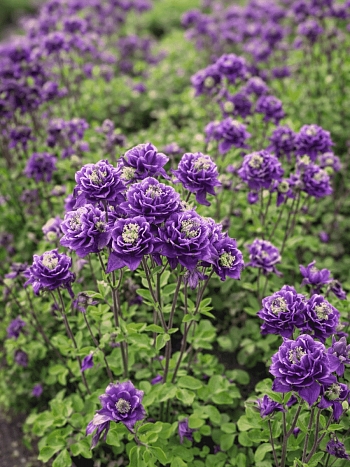 Аквилегия обыкновенная Winky Double Blue and White