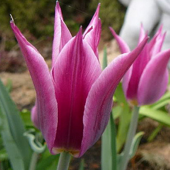 Тюльпан лилиецветный Мейтайм Тюльпан лилиецветный Мейтайм