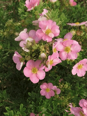 Лапчатка кустарниковая Lovely Pink