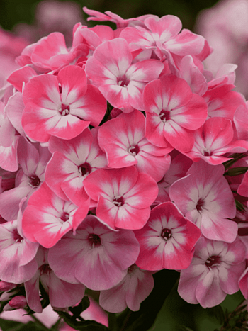 Флокс метельчатый Lizzy