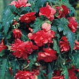 Бегония ампельная Шансон Темно-красная