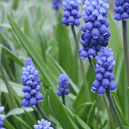 Мускари армянский