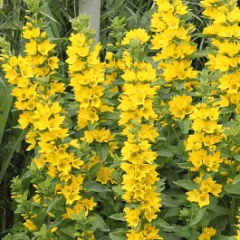 Вербейник точечный