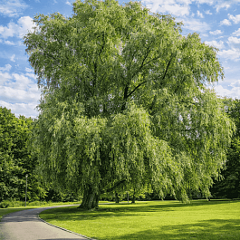 Ива белая серебристая