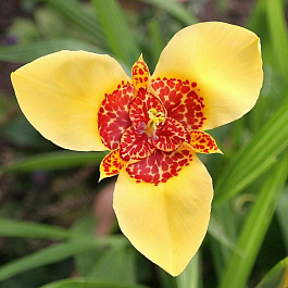 Тигридия павлинья Йеллоу