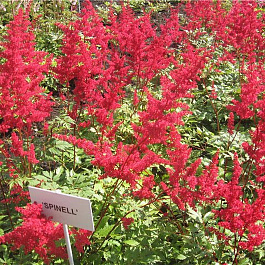 Астильба Арендса Спинелл