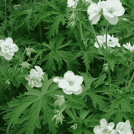 Герань луговая Laura
