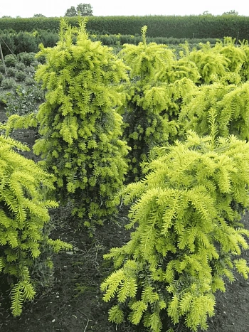 Тис ягодный Dovastonii