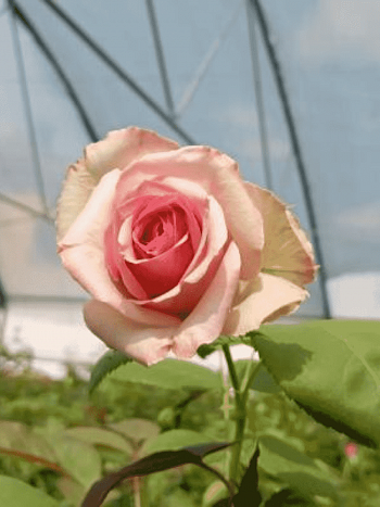 Роза кустовая Джимми