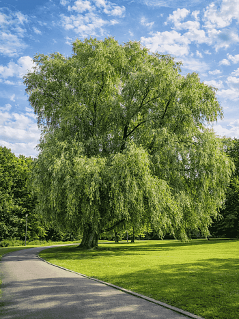 Ива белая серебристая