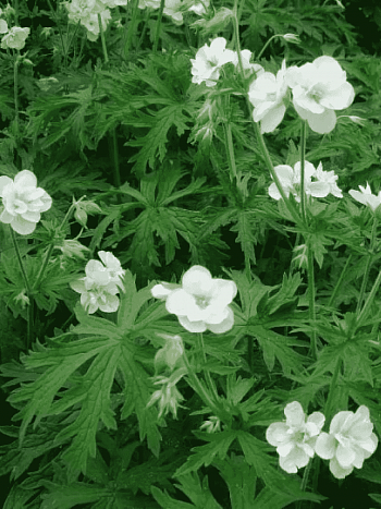 Герань луговая Laura