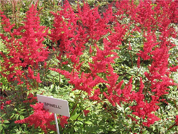 Астильба Арендса Спинелл