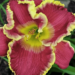 Лилейник Cape Breton