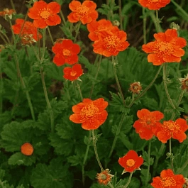 Гравилат ярко-красный Tosai Orange