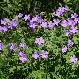 Герань лесная  Mayflower
