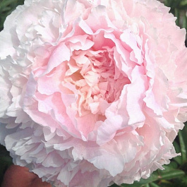 Пион травянистый Шифон Парфе