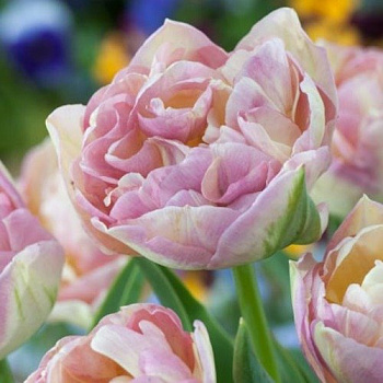 Тюльпан махровый поздний Свит Дизайр