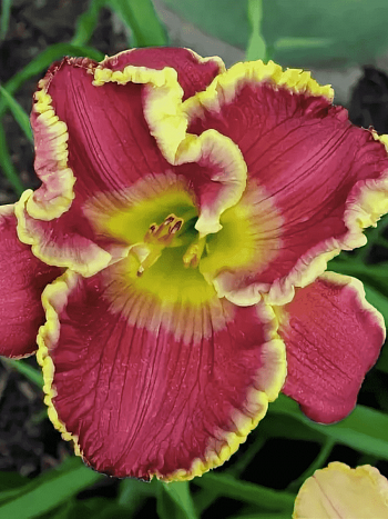 Лилейник Cape Breton