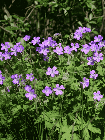 Герань лесная  Mayflower