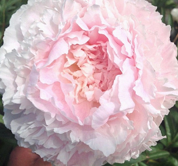 Пион травянистый Шифон Парфе