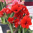 Амариллис гибридный Double Dragon