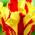 Тюльпан попугайный Flaming Parrot Gold