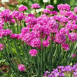 Армерия приморская Morning Star Deep Rose