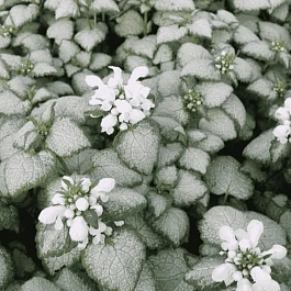 Яснотка крапчатая White Nancy