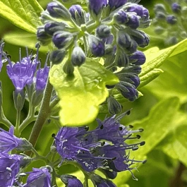 Кариоптерис кландоненский  Gold Crest