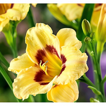 Лилейник гибридный  Longfields Angel