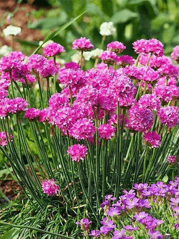 Армерия приморская Morning Star Deep Rose