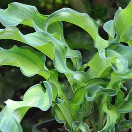 Хоста Gravity Rocks