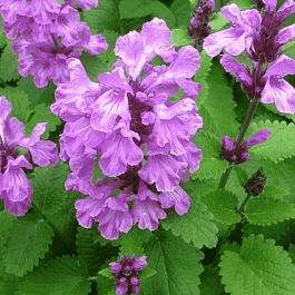 Буквица крупноцветковая