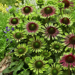 Эхинацея пурпурная Грин Твистер Эхинацея пурпурная Грин Твистер