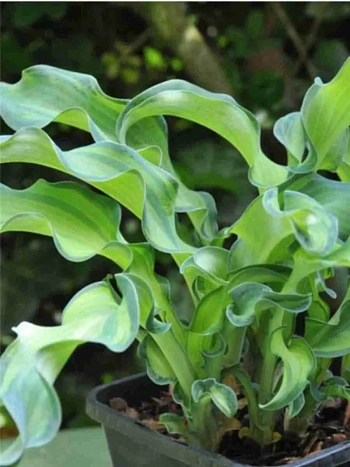 Хоста Gravity Rocks