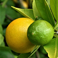 Цитрус Лаймкват Юстис Цитрус Лаймкват Юстис
