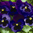Виола крупноцветковая Инспайер Делюкс Деним Виола крупноцветковая Инспайер Делюкс Деним