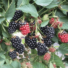 Ежевика садовая  Gaj