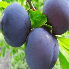 Слива домашняя Этюд