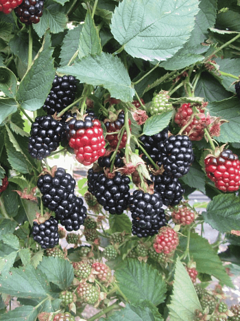 Ежевика садовая  Gaj