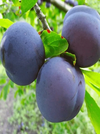 Слива домашняя Этюд