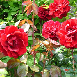 Роза плетистая Мусимара