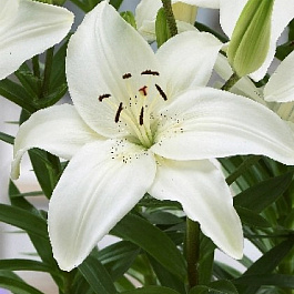 Лилия азиатская Инувик