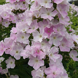 Флокс метельчатый Кул Вотер