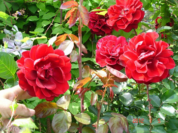 Роза плетистая Мусимара