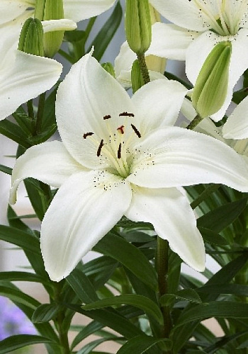 Лилия азиатская Инувик