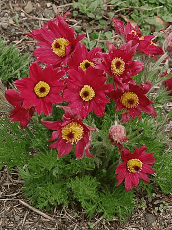 Прострел обыкновенный Rote Glocke